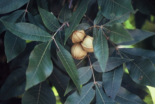 {Carya myristiciformis}